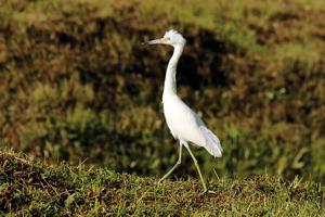 Egretta caerulea