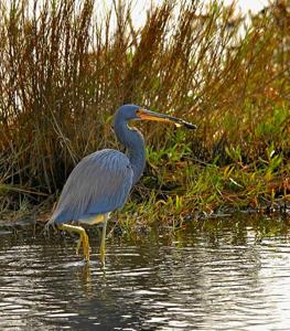 Egretta tricolor