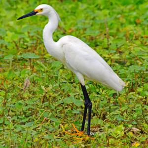 Egretta thula