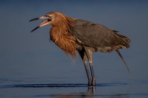 Egretta rufescens