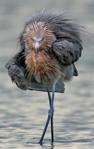 Egretta rufescens