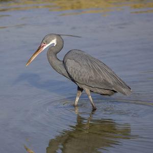 Egretta gularis
