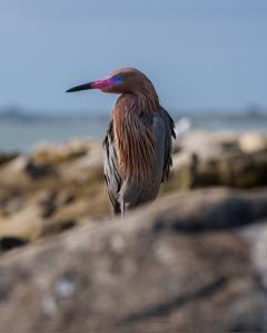 Egretta rufescens