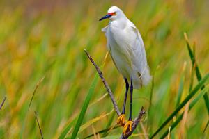 Egretta thula