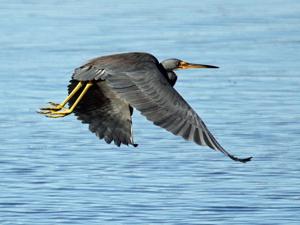Egretta tricolor