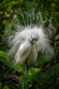 Egretta thula