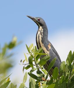 Ixobrychus sturmii