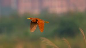 Ixobrychus cinnamomeus