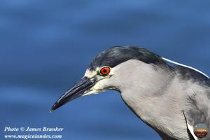 Nycticorax nycticorax