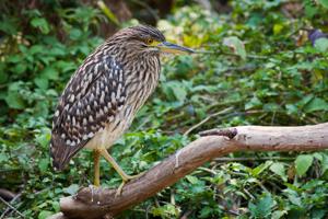 Nycticorax nycticorax hoactli