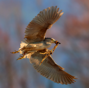 Nycticorax nycticorax