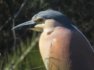 Nycticorax caledonicus