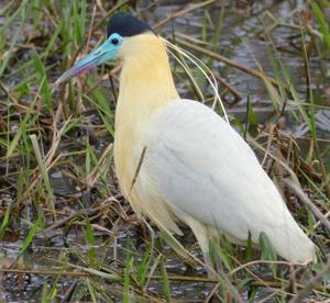 Pilherodius pileatus