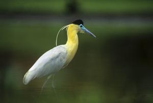 Pilherodius pileatus