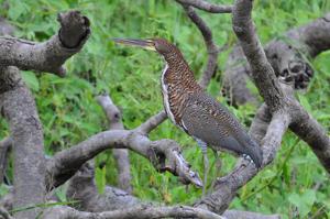 Tigrisoma lineatum