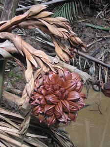 utils/thumbs/Arecaceae/Nypa_g6543Gsot9VFBDSUmyuptP.jpg