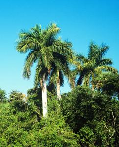 utils/thumbs/Arecaceae/Roystonea_aYAWB7WnyeyZUnu7fmRP5F.jpg