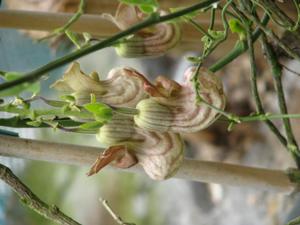 Aristolochia californica