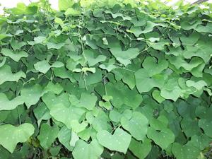 Aristolochia gigantea