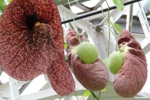 Aristolochia gigantea