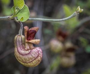 Aristolochia californica