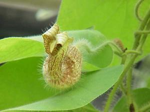 Aristolochia eriantha