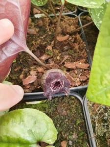 Asarum asaroides