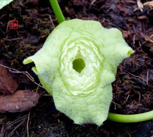 Asarum asaroides