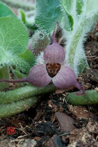 Asarum caudigerum
