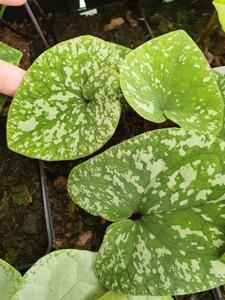 Asarum asaroides