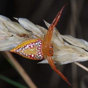 utils/thumbs/Arkyidae/Arkys_bTuswM9YPSzQnAQmb7qmJK.jpg