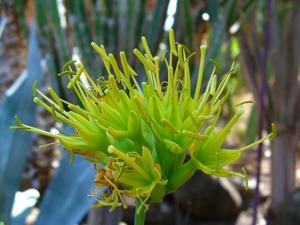 Agave potatorum