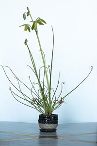 Albuca spiralis