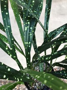 Aspidistra longifolia