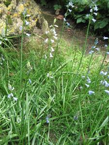 utils/thumbs/Asparagaceae/Brimeura_Noicx78qsDEngy8QrpDzJv.jpg