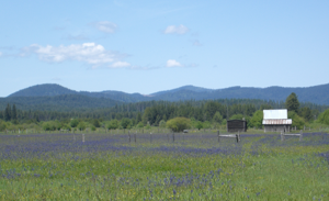 Camassia quamash