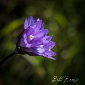 Dipterostemon capitatus