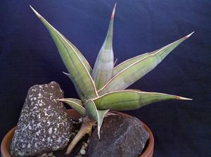 Dracaena pinguicula