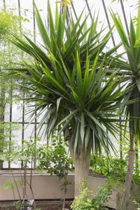 Dracaena arborea