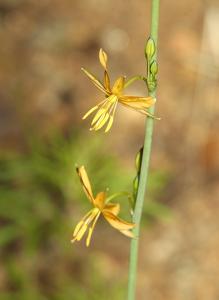 Echeandia flavescens