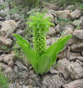 Eucomis autumnalis