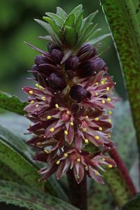 Eucomis vandermerwei