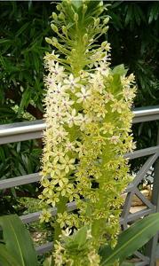 Eucomis pallidiflora