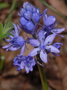 Hyacinthoides italica