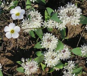 Lachenalia maughanii