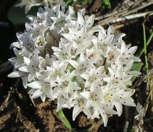Lachenalia maughanii