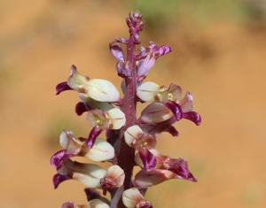 Lachenalia valeriae