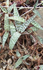 Ledebouria socialis