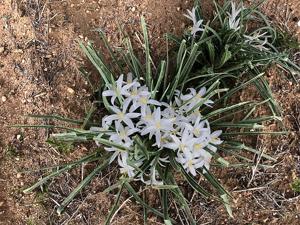 Leucocrinum montanum