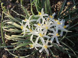 Leucocrinum montanum